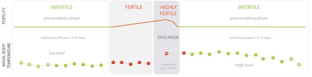 Ovulation calculation