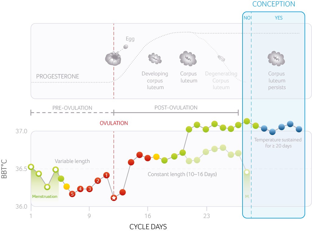 Cycle days and pregnancy